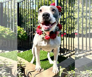 Cranberry - Female American Pit Bull Terrier-American Staffordshire Terrier Mix Dog for Adoption - Photo #4