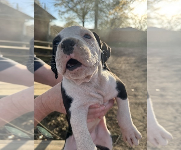 Medium Photo #10 Boxer Puppy For Sale in JACKSON, TN, USA