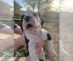 Small Photo #10 Boxer Puppy For Sale in JACKSON, TN, USA