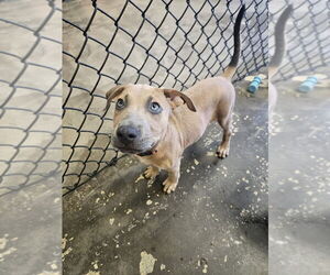 American Pit Bull Terrier-Unknown Mix Dogs for adoption in Evansville, IN, USA