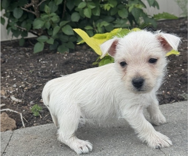 Medium Photo #4 West Highland White Terrier Puppy For Sale in CANOGA, NY, USA