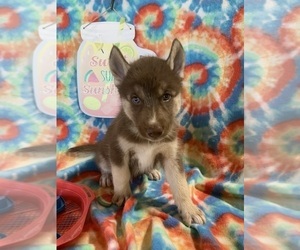 Siberian Husky Puppy for sale in DEARBORN, MO, USA