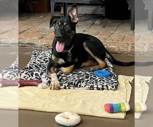 German Shepherd Dog-Unknown Mix Dogs for adoption in Mt. Airy, MD, USA