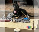 Small German Shepherd Dog Mix
