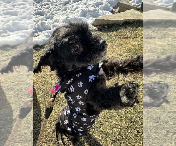 Medium Photo #4 Maltese-Unknown Mix Puppy For Sale in Mundelein, IL, USA