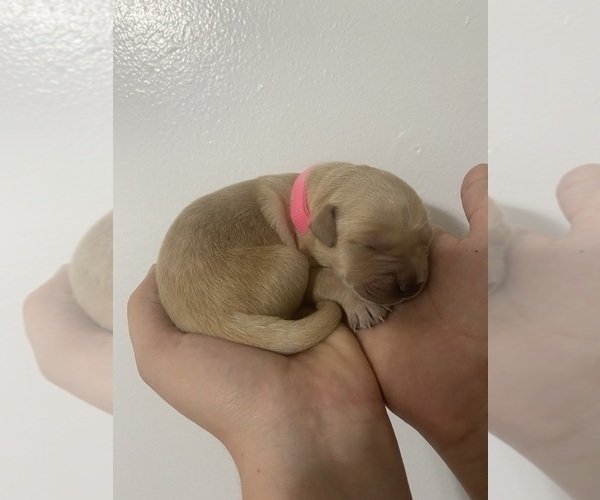 Medium Photo #7 Golden Retriever Puppy For Sale in DAWSON, TX, USA