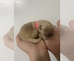 Small Photo #7 Golden Retriever Puppy For Sale in DAWSON, TX, USA