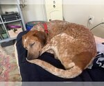 Small Photo #4 Labrador Retriever-Unknown Mix Puppy For Sale in Woodstock, GA, USA