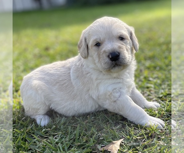 Medium Photo #1 Labradoodle Puppy For Sale in OCHLOCKNEE, GA, USA