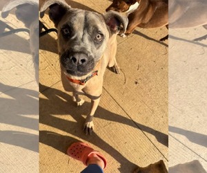 Mutt Dogs for adoption in Germantown, OH, USA