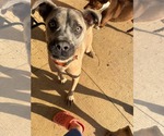 Stallone - Male Mutt Dog for Adoption - Small photo