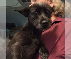 Mutt Dogs for adoption in Spring, TX, USA