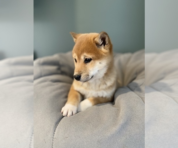 Medium Photo #3 Shiba Inu Puppy For Sale in MONETT, MO, USA