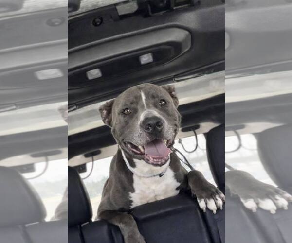 Medium Photo #2 Mutt Puppy For Sale in Pompano Beach , FL, USA