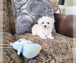 Small #1 Maltese