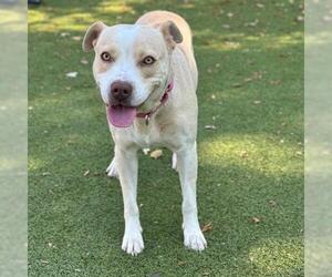 American Pit Bull Terrier-Unknown Mix Dogs for adoption in Edmond, OK, USA