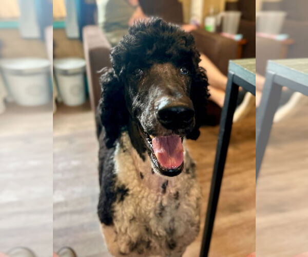 Medium Photo #5 Poodle (Standard) Puppy For Sale in Pacolet, SC, USA
