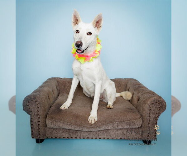 Medium Photo #1 Carolina Dog Puppy For Sale in Corona, CA, USA