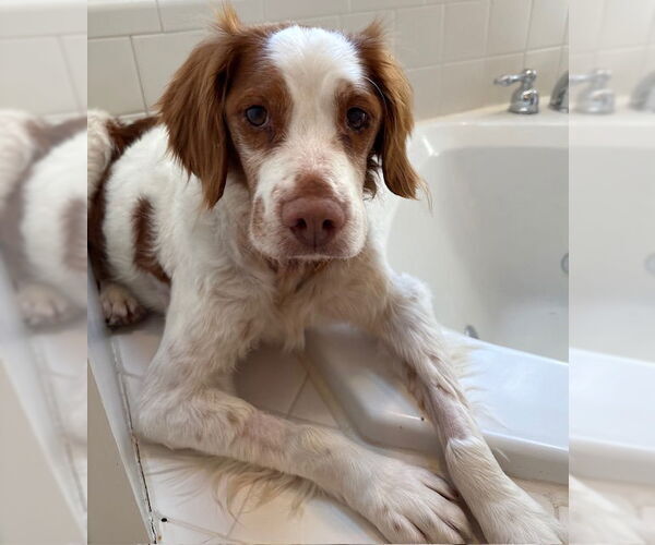 Medium Photo #7 Brittany Puppy For Sale in Curwensville, PA, USA