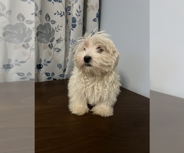 Medium Photo #9 Havanese Puppy For Sale in DURHAM, CT, USA