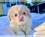 Puppy Pink Female 3 Pekingese
