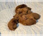 Small Photo #13 Goldendoodle (Miniature) Puppy For Sale in MANALAPAN, NJ, USA