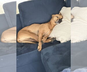 Huncho - Male Black Mouth Cur-Boxer Mix Dog for Adoption - Photo #4