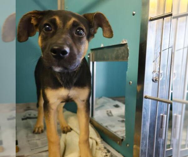 Medium Photo #1 German Shepherd Dog-Unknown Mix Puppy For Sale in San Antonio, TX, USA