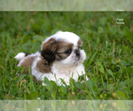 Small #6 Shih Tzu