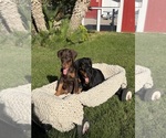 Litter of 10 - Male(s) and Female(s) Doberman PinscherLitter of Puppies for Sale - Photo #3