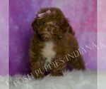 Puppy Bon Bon Maltipoo (Miniature)