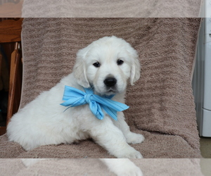 Golden Retriever Puppy for sale in SHILOH, OH, USA