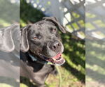 Small #5 Labrador Retriever