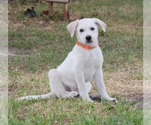 Anatolian Shepherd-Great Pyrenees Mix Puppy for sale in EMORY, TX, USA