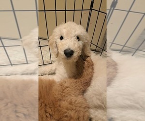 Goldendoodle Puppy for sale in WATERLOO, IL, USA