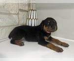 Small Photo #5 Rottweiler Puppy For Sale in FORT WORTH, TX, USA