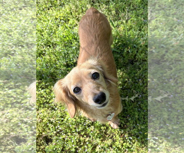 Medium Photo #4 Dachshund Puppy For Sale in Shelbyville, TN, USA