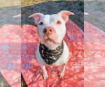 Small #10 American Bulldog Mix
