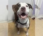 Small American Staffordshire Terrier