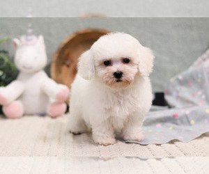 Bichon Frise Puppy for sale in SYRACUSE, IN, USA