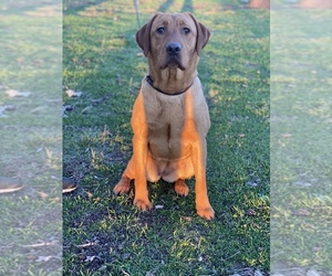 Labrador Retriever Puppy for sale in GERBER, CA, USA