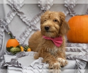 Double Doodle Puppy for sale in LANCASTER, PA, USA