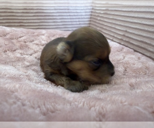 Medium Photo #15 Yorkipoo Puppy For Sale in ARLINGTON, TX, USA