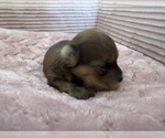 Small Photo #23 Yorkipoo Puppy For Sale in ARLINGTON, TX, USA