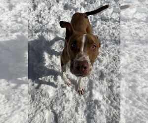 Royal - Male Mutt Dog for Adoption - Photo #4