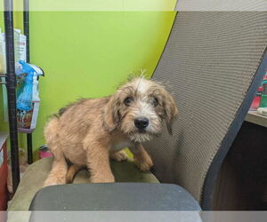 Poodle (Standard)-Unknown Mix Dogs for adoption in SHERBURNE, NY, USA