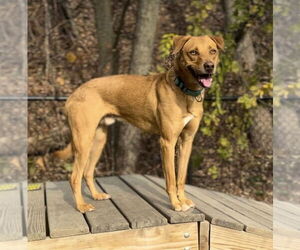 Mutt Dogs for adoption in Elmsford, NY, USA