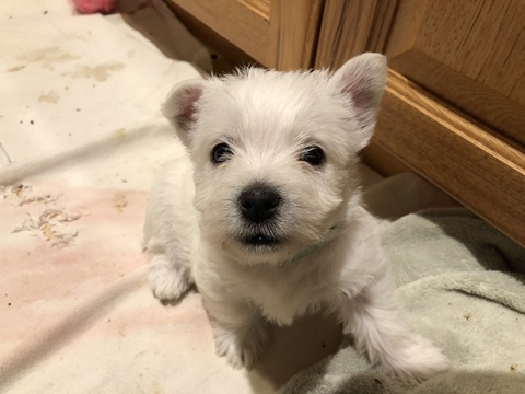 Medium Photo #1 West Highland White Terrier Puppy For Sale in MERIDIAN, ID, USA