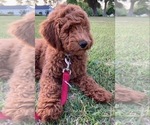 Small Photo #3 Goldendoodle (Miniature) Puppy For Sale in STELLA, NC, USA
