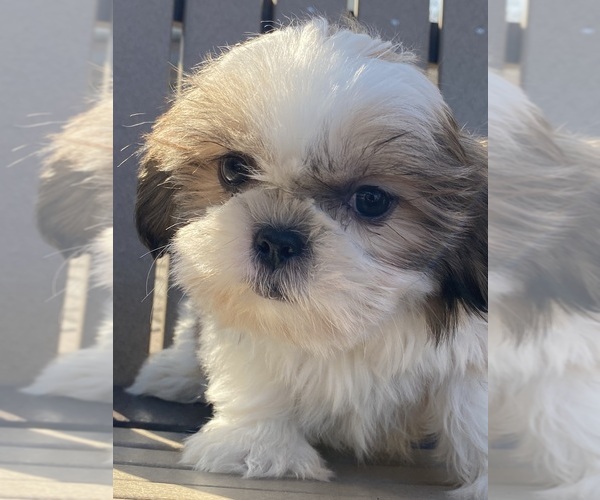 Medium Photo #1 Shih Tzu Puppy For Sale in CANOGA, NY, USA
